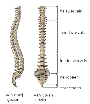 De wervelkolom bestaat uit halswervels, borstwervels, lendenwervels, heiligbeen en staartbeen.